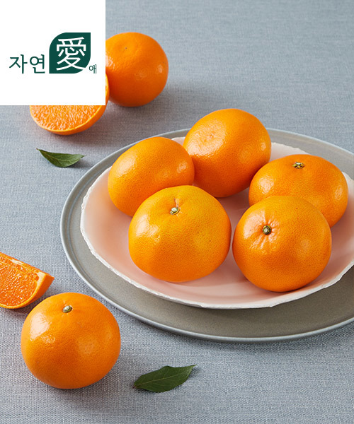 [자연애] 고당도 제주 남원 천혜향 4.5kg(20과내/선물용)